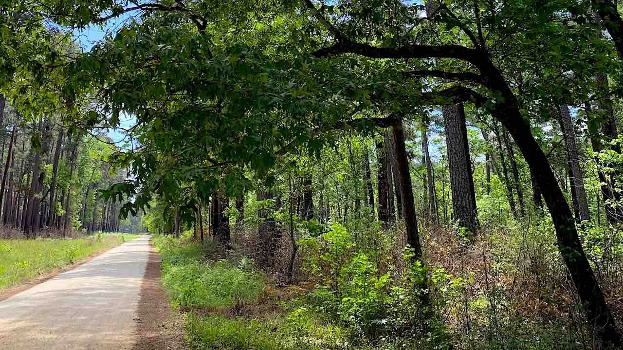 Service road in Sam Houston National Forest lined with trees